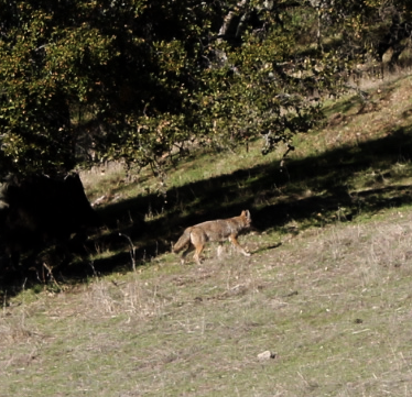 Coyote on hill outside school