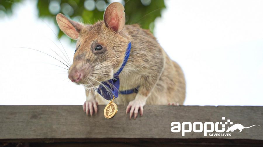 Award winning rat wearing medal