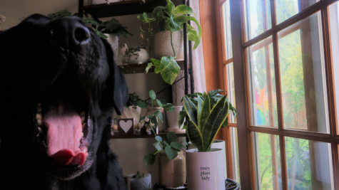 Houseplants in window