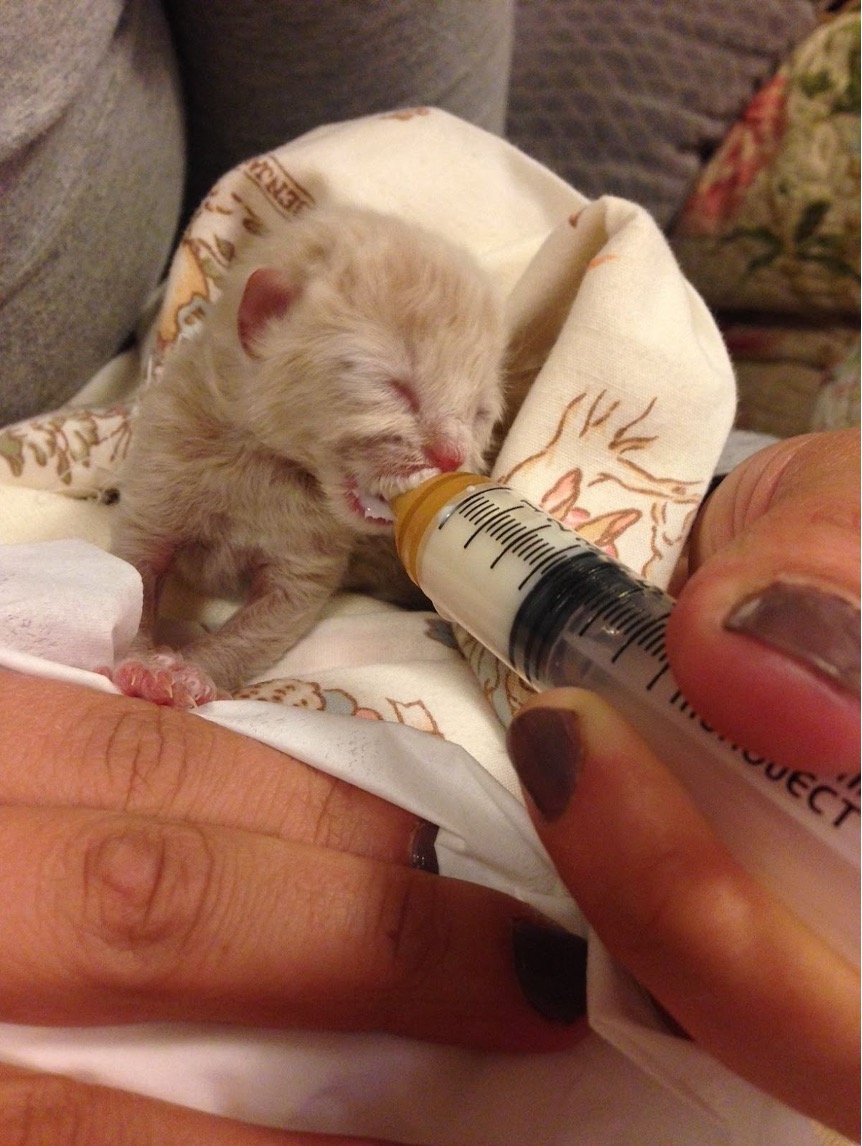 A 3-day-old kitten is tube fed at the Bay Area Alliance for Animals in San Carlos. 
