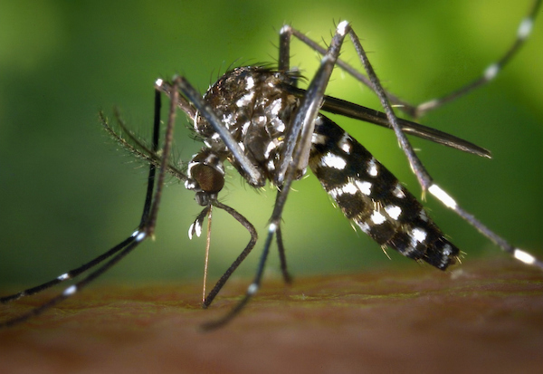 The non-native Aedes aegypti mosquito species is capable of spreading diseases such as dengue, Zika and yellow fever. (Alameda County Mosquito Abatement District via Bay City News)