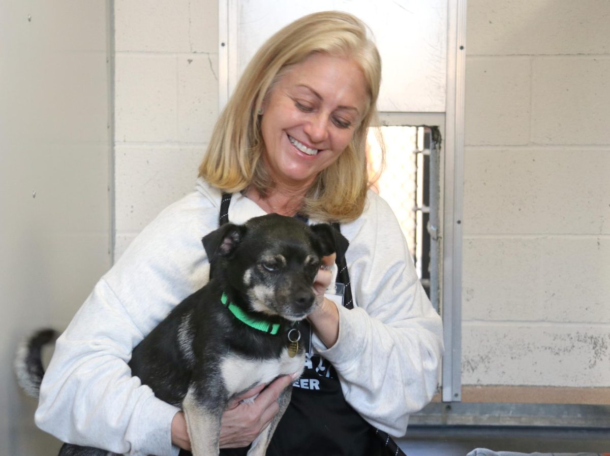 East Bay SPCA volunteer Kim Benno plays with chihuahua pug Suki  who is available for adoption at the Dublin shelter.