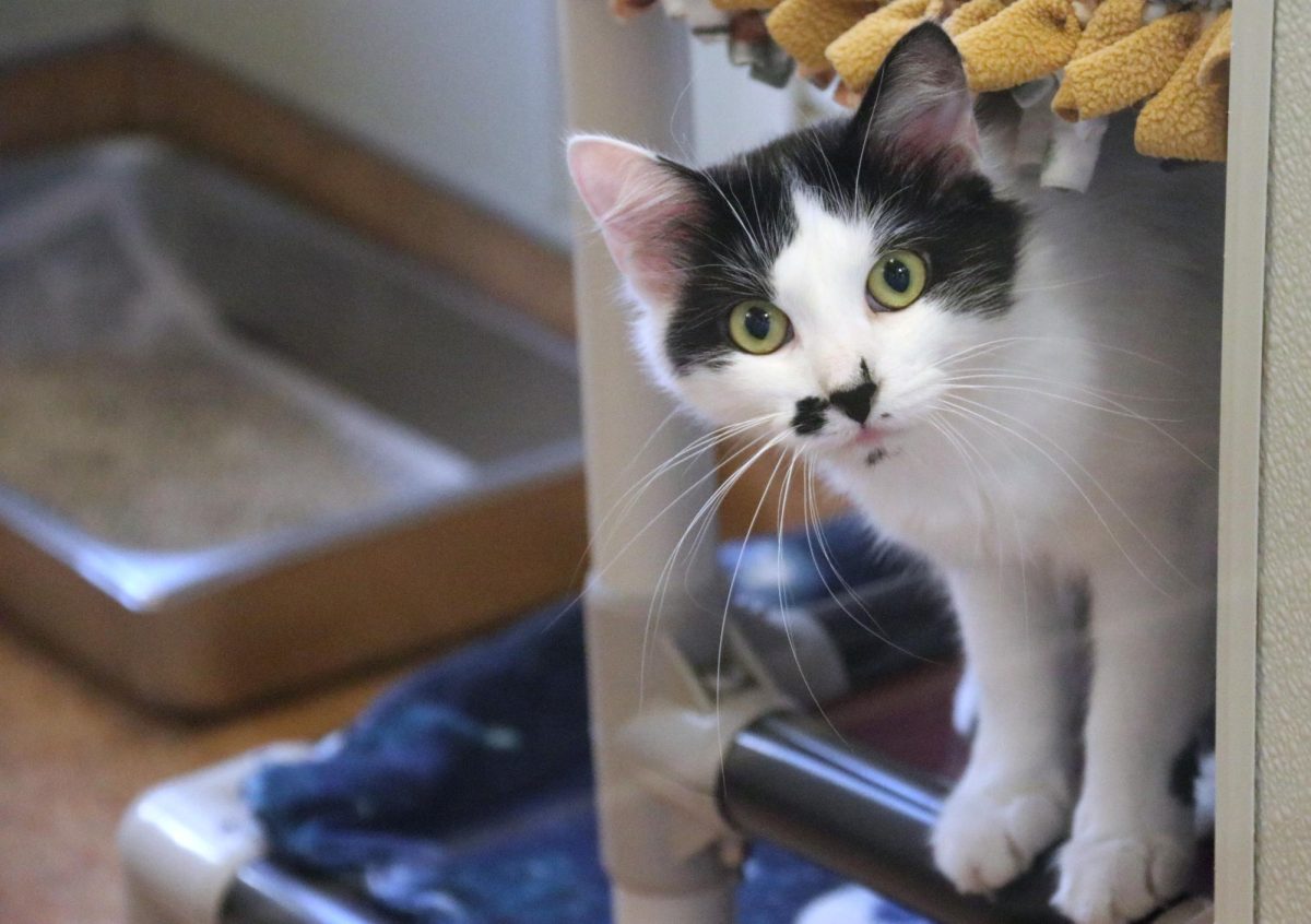 A cat available for adoption looks out from an enclosure at the East Bay SPCA in Dublin.