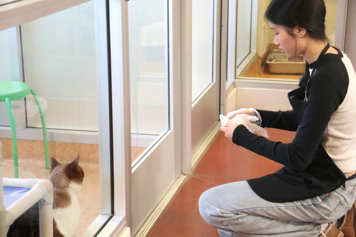 East Bay SPCA volunteer Eunice Lai puts on gloves to feed Snowshoe cat Caspian .