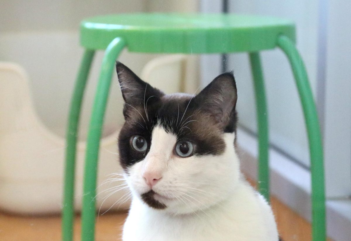 Snowshoe cat Caspian watches volunteers work at the East Bay SPCA in Dublin.