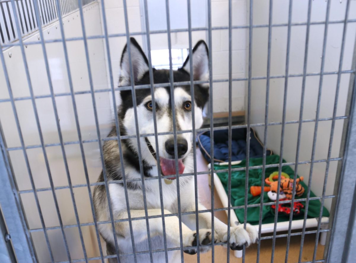 Siberian husky Chiquita looks out from a kennel at East Bay SPCA shelter volunteers and staff members at the Dublin shelter