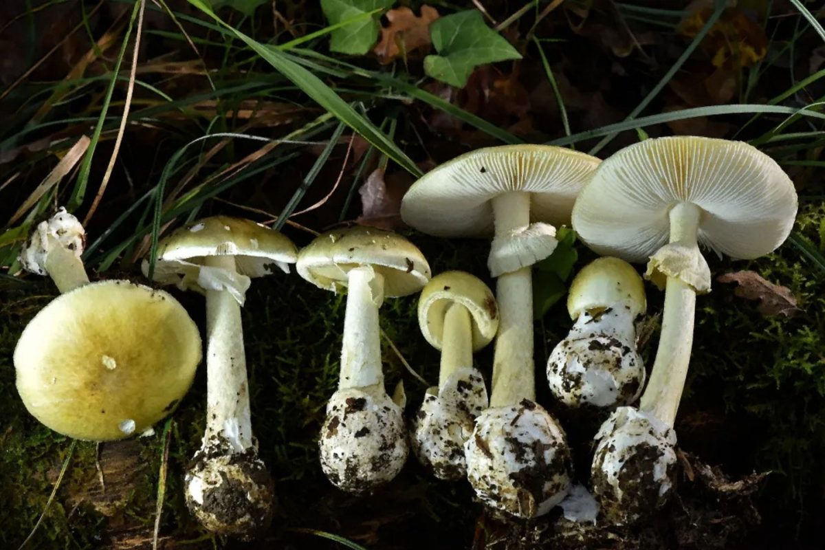 Death cap mushrooms (Amanita phalloides) are shown at various stages of development. Bay Area health officials are warning the public not to eat wild mushrooms after seeing an uptick in illness and even death in some residents who consumed the deadly fungi. (Photo courtesy of California Department of Public Health)
